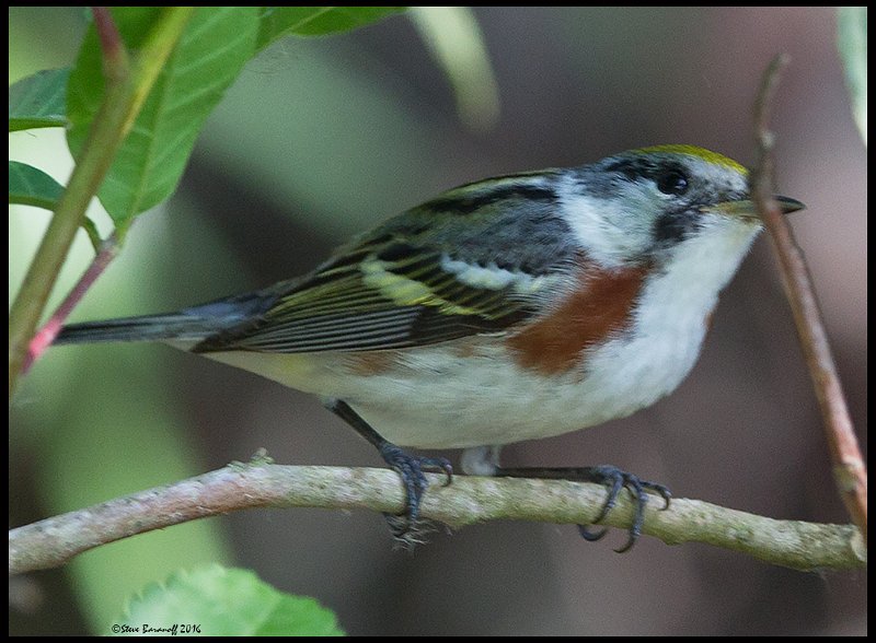 _6SB2245 chestnut-sided warbler.jpg